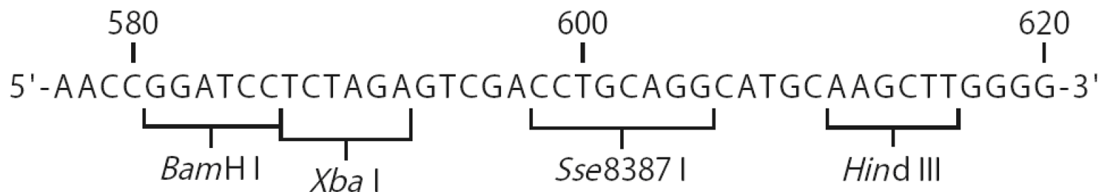 pBApo-CMV-Pur 多克隆位点 点击看大图 pBApo-CMV-Pur 多克隆位点